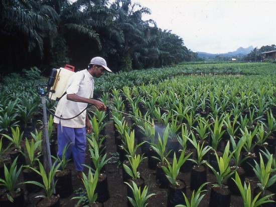 Olam et SIAT Gabon ont investi 380 milliards FCFA pour développer le palmier à huile au Gabon