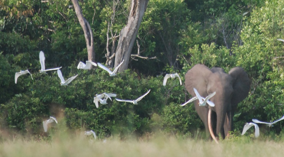 Le Gabon au 6e rang en Afrique subsaharienne